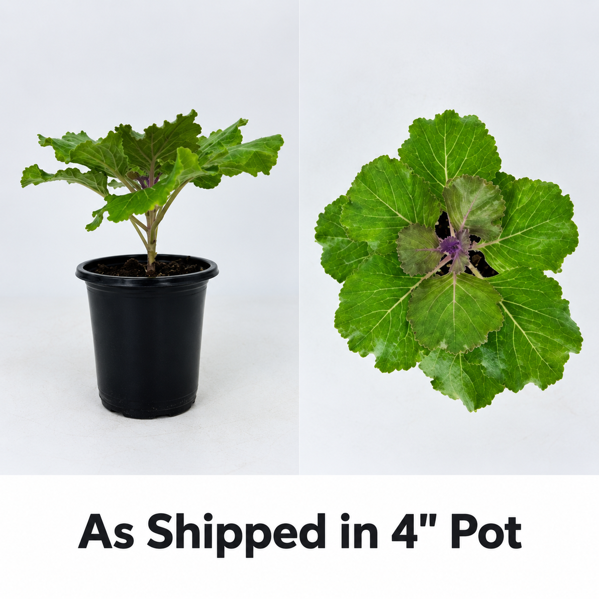 Kamome Pink Flowering Kale – 4" Pot