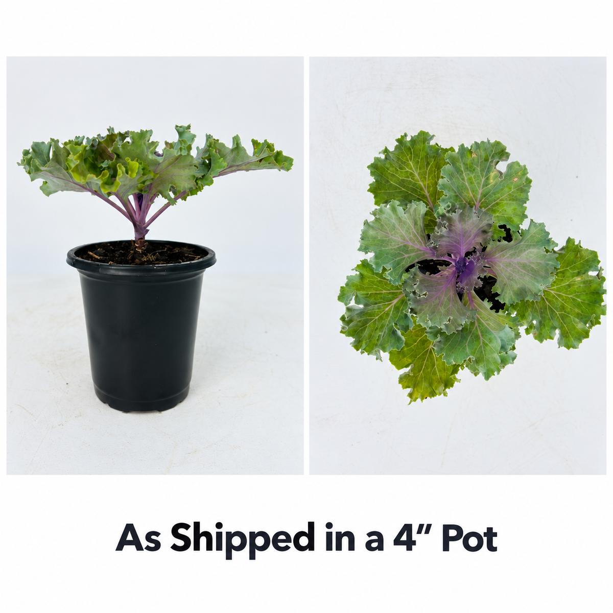 Nagoya Rose Ornamental Kale – 4" Pot