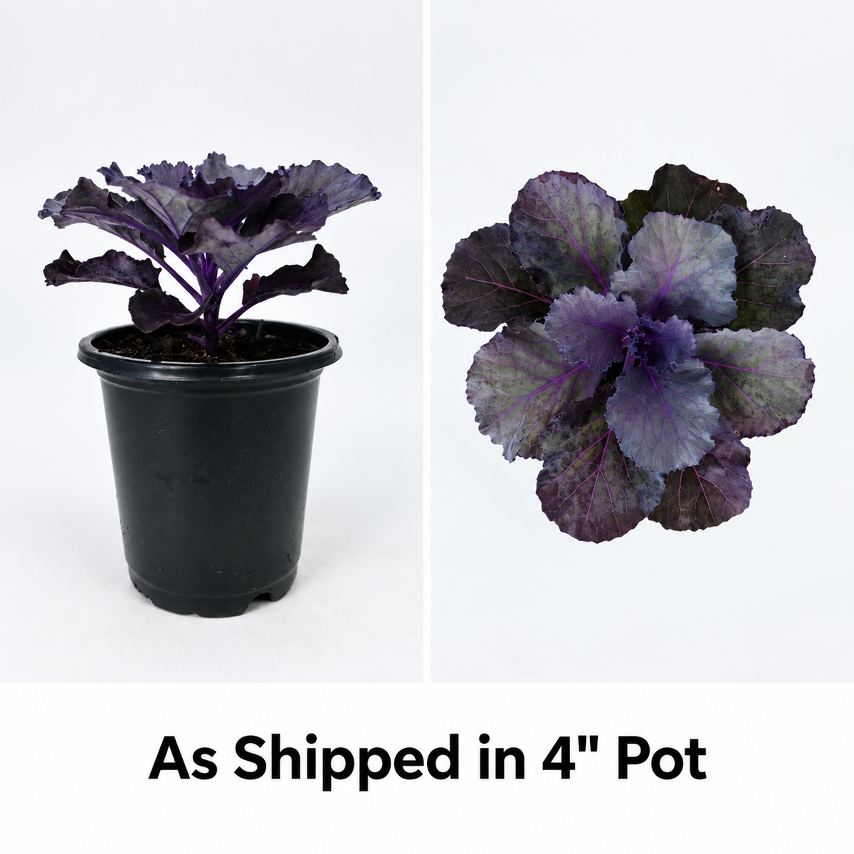 Ornamental Kale 'Flower Kale Osaka IQ Red' – 4" Pot