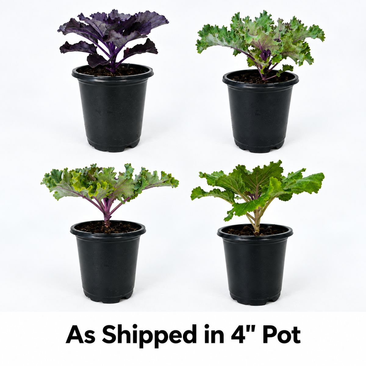 4-Piece Assorted Ornamental Flowering Kale – 4" Pot