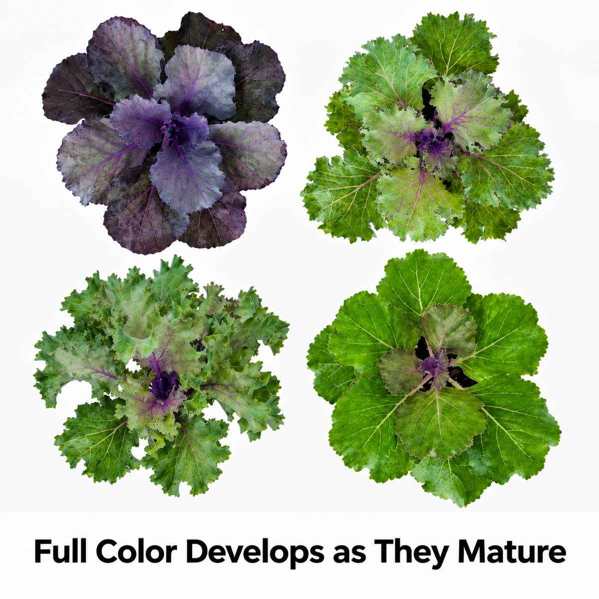 4-Piece Assorted Ornamental Flowering Kale – 4" Pot