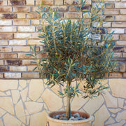 Olea 'Coratina' Olive - 2 Gallon Pot