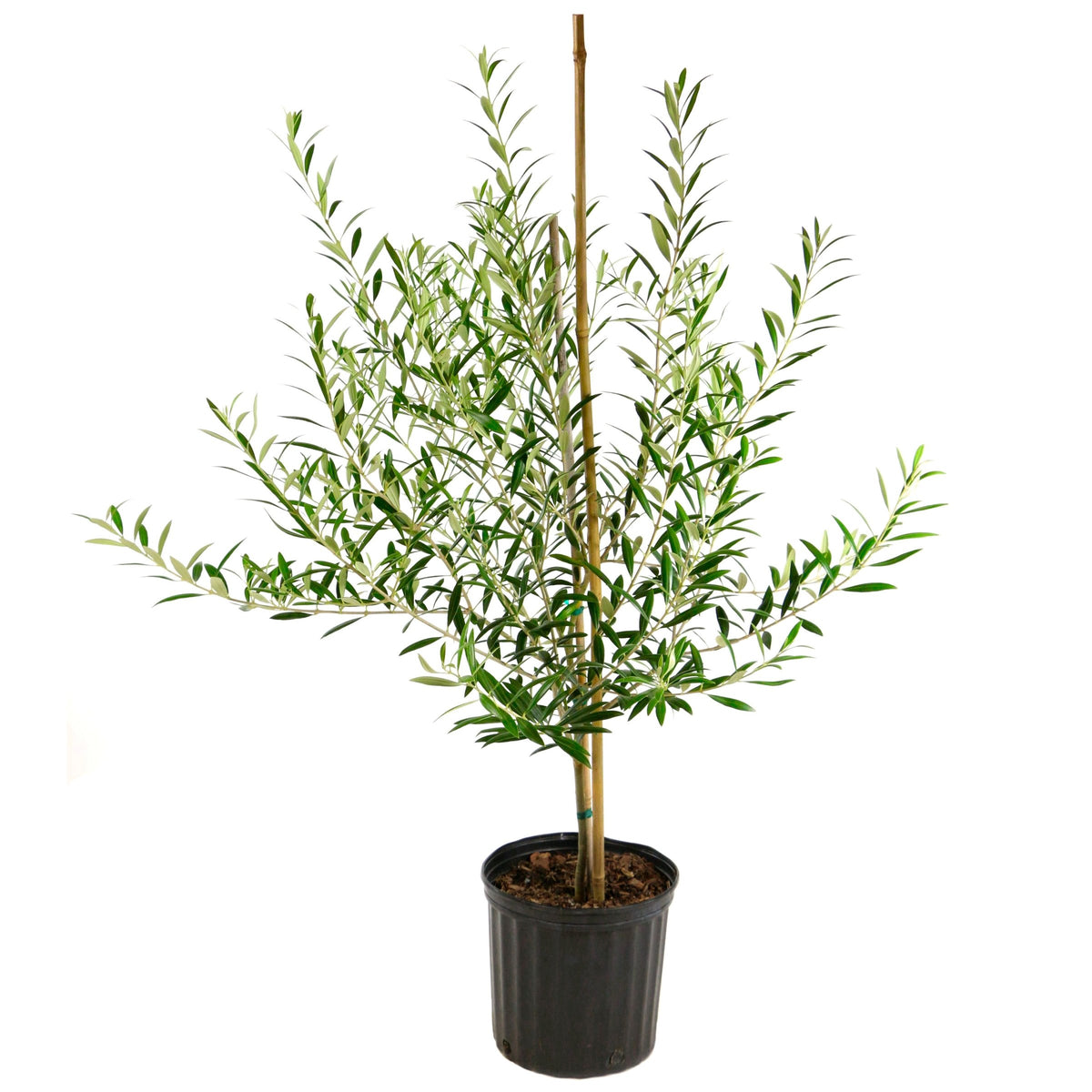 Arbequina Olive - 3 Gallon Pot
