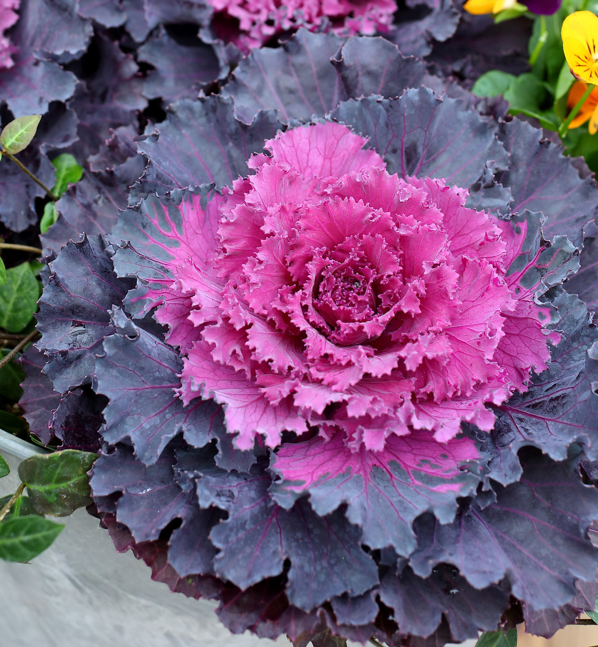 4-Piece Assorted Ornamental Flowering Kale – 4" Pot