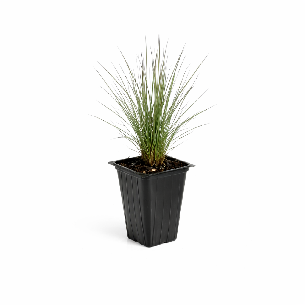 'Purpurascens' Flame Grass, 4" Pot