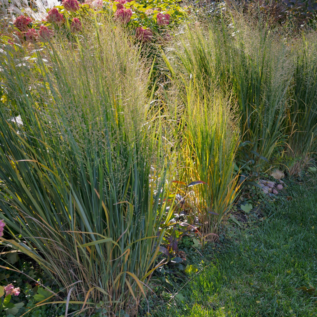 Panicum Heavy Metal - 4" Pot- Plant with Purpose® Collection