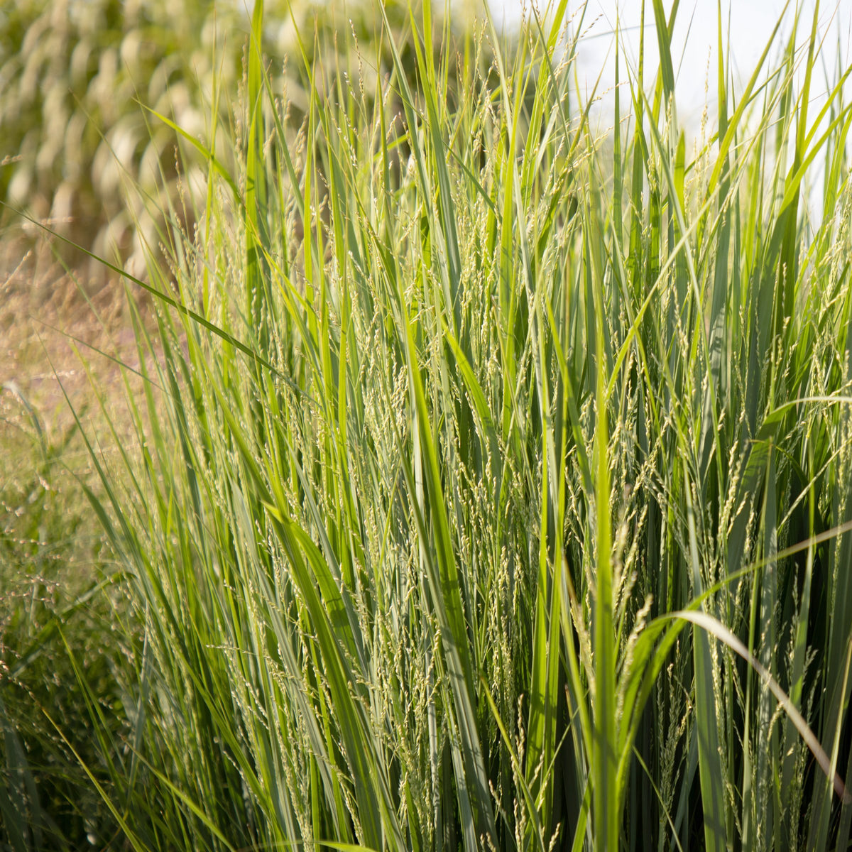Panicum Heavy Metal - 4" Pot- Plant with Purpose® Collection