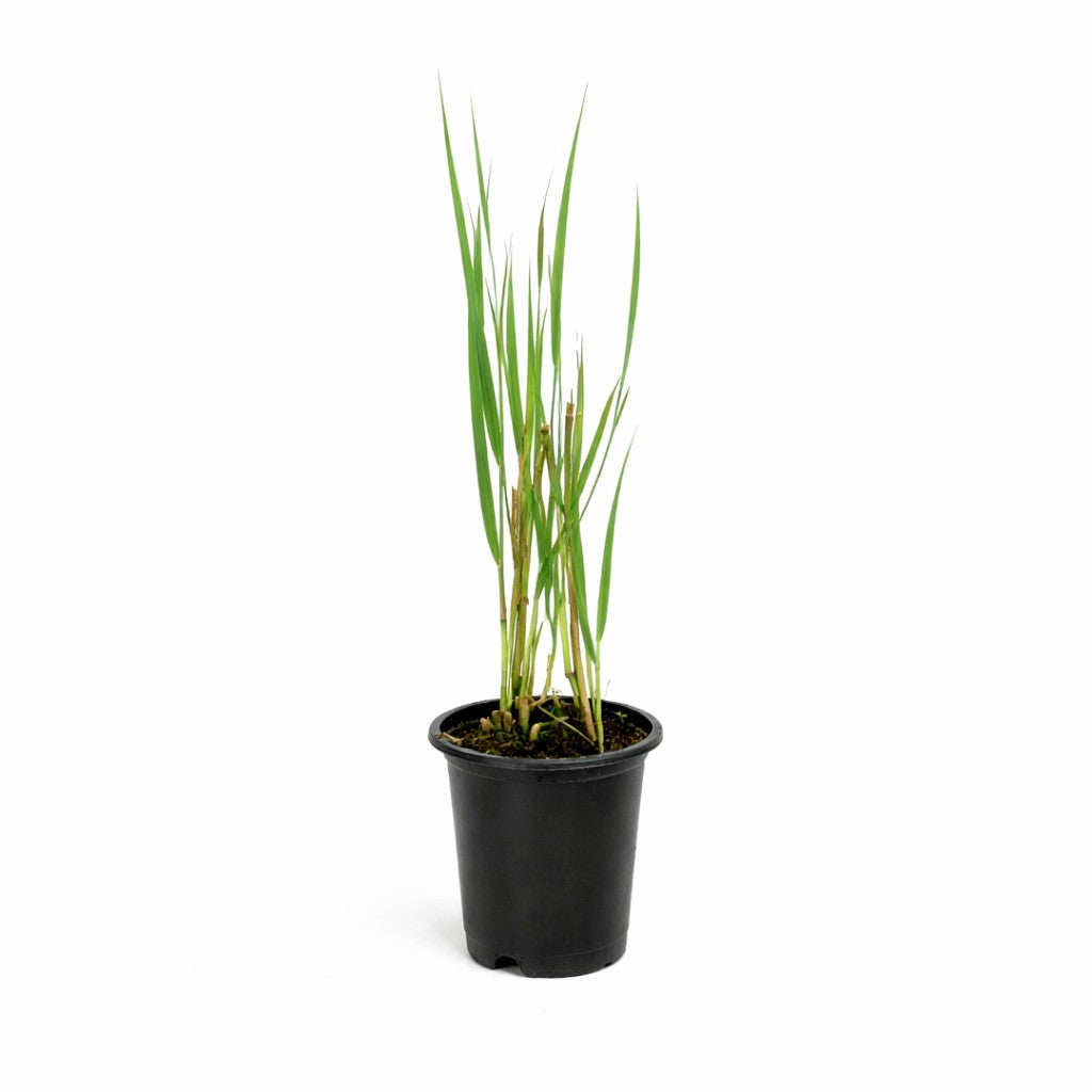 Panicum Northwind - 4" Pot - Plant with Purpose® Collection
