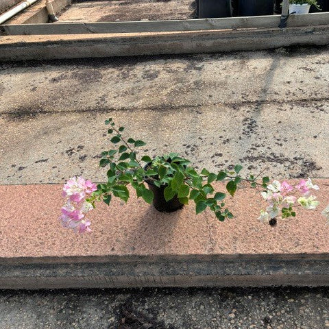 Bougainvillea 'Imperial Thai Delight' - 1 Gallon Pot