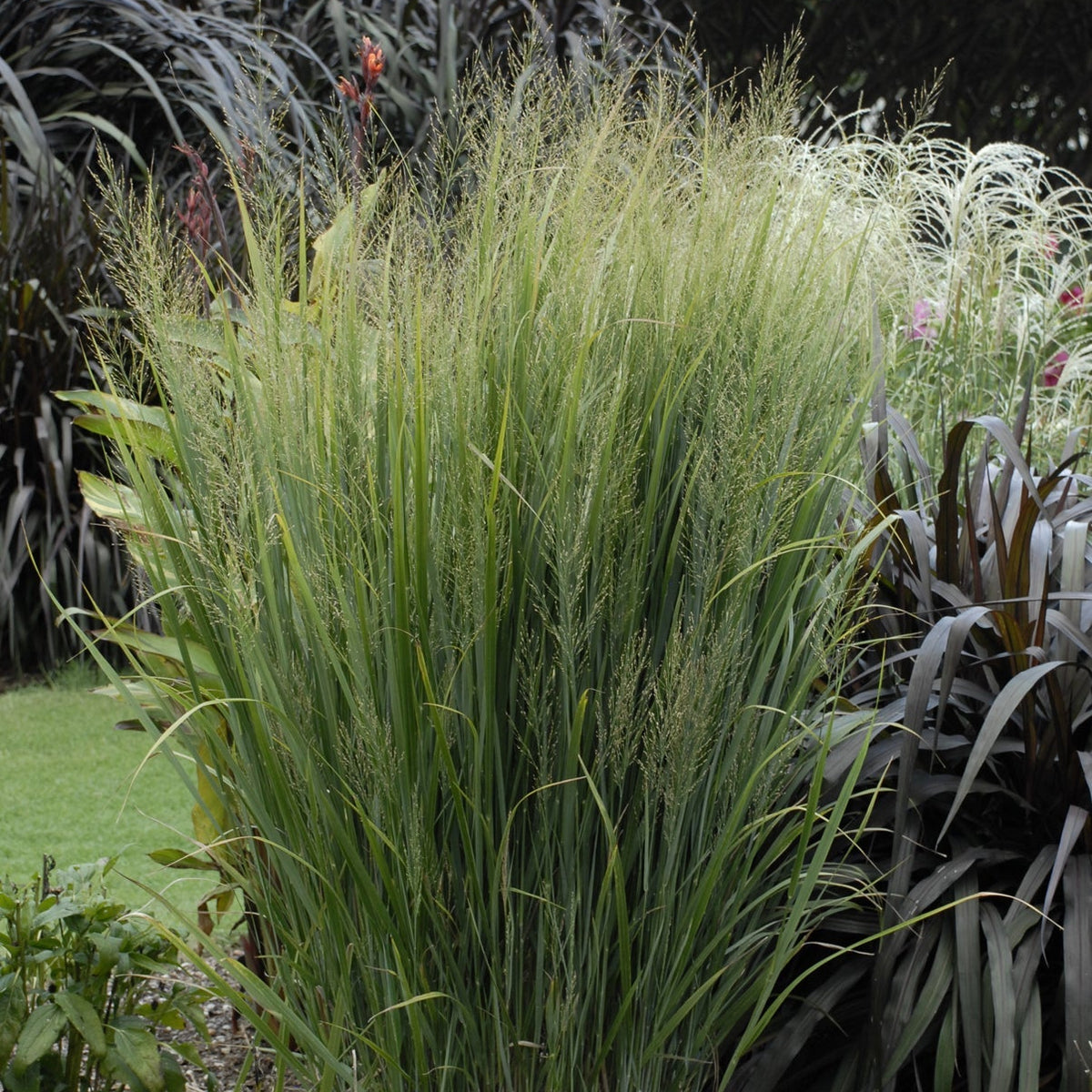 Panicum Northwind - 4" Pot - Plant with Purpose® Collection