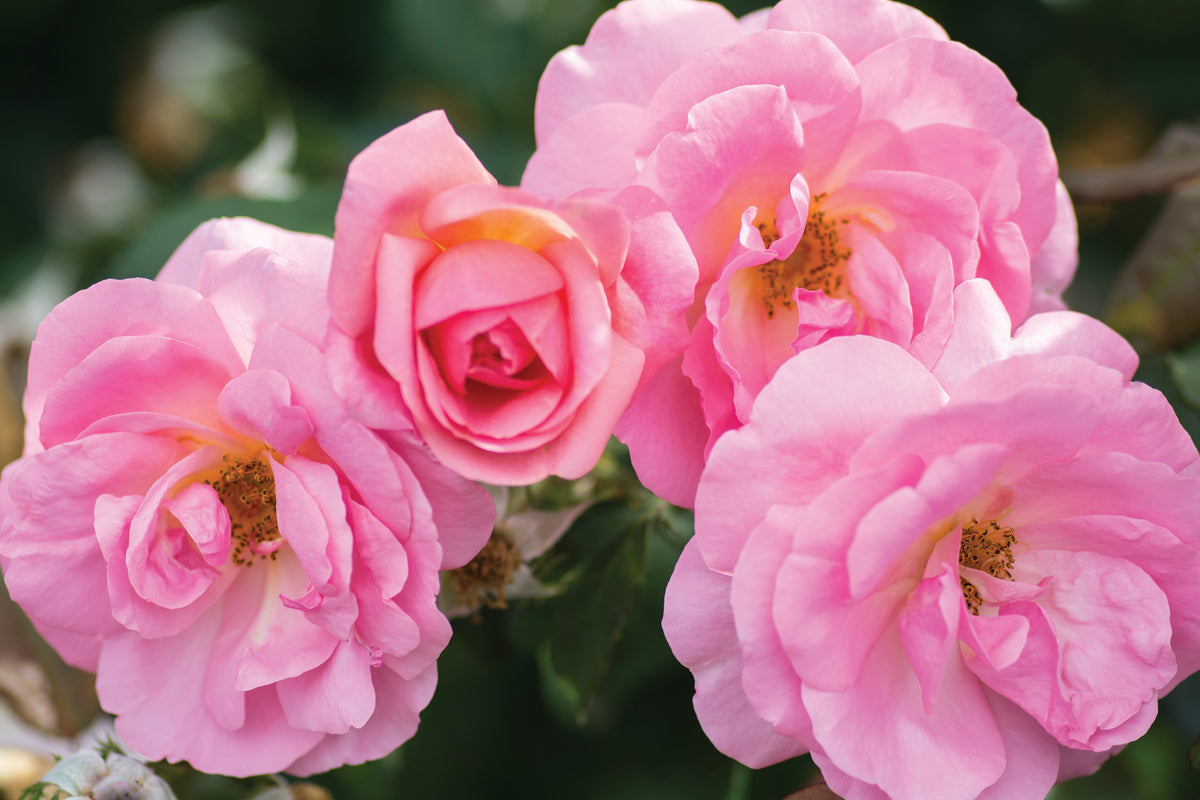 Rosa, Peachy Knock Out® Rose - 1 Gallon Pot