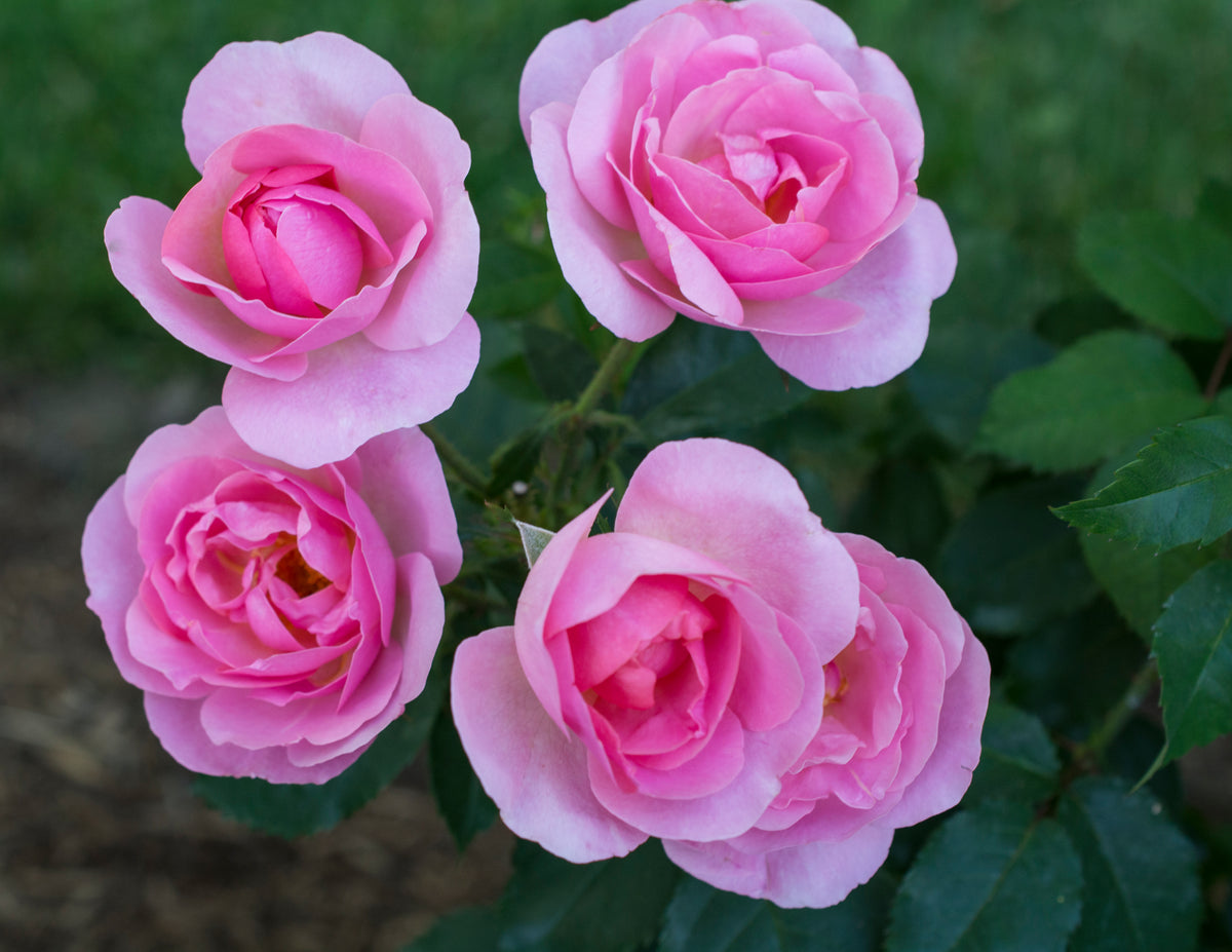 Rosa, Peachy Knock Out® Rose - 1 Gallon Pot