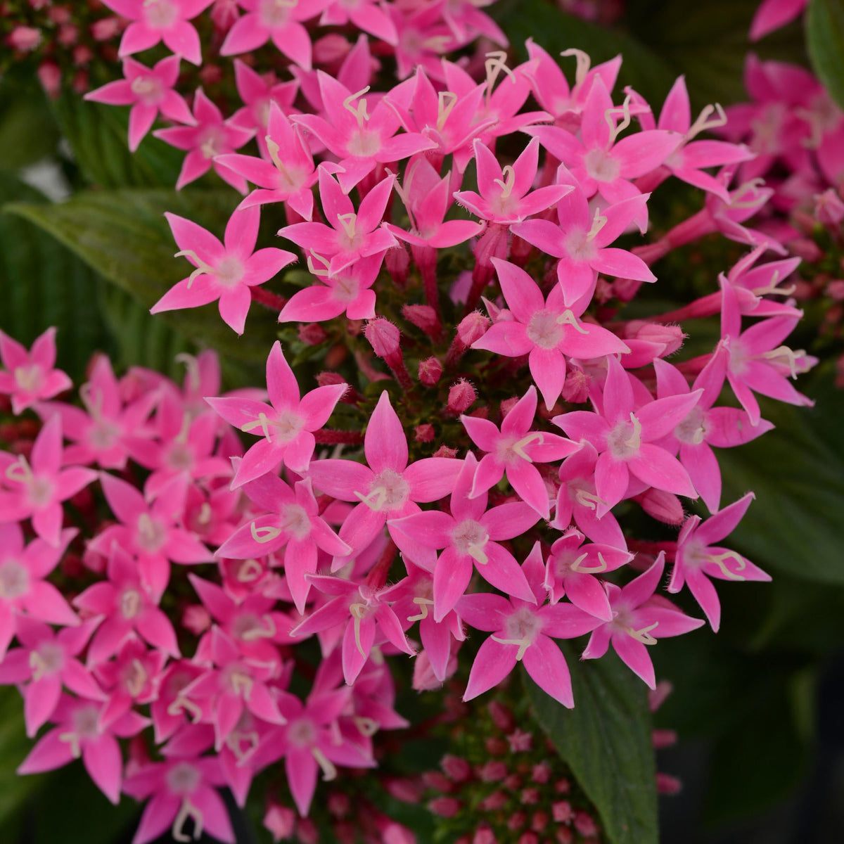 Penta Lucky Star Pink- 4" Pot
