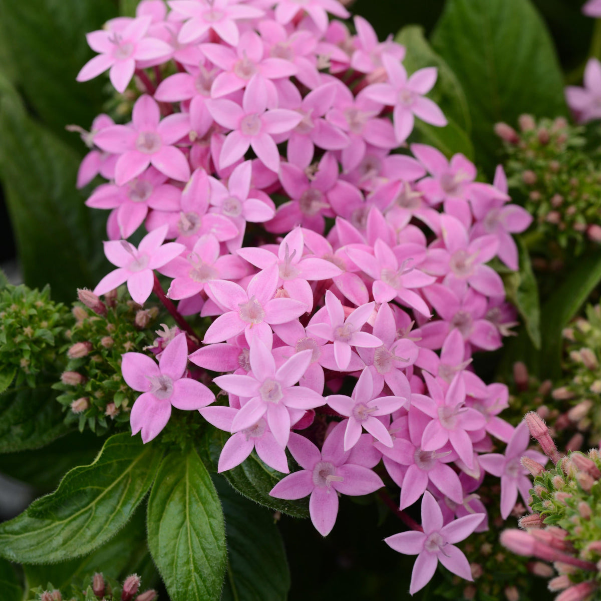 Penta Lucky Star Pink- 4" Pot