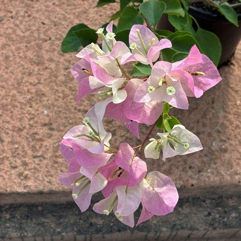 Bougainvillea 'Imperial Thai Delight' - 1 Gallon Pot