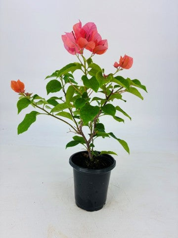 Bougainvillea 'Sundown Orange' - 1 Gallon Pot