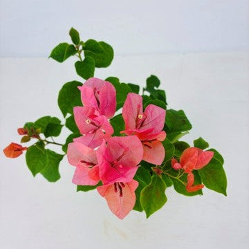 Bougainvillea 'Sundown Orange' - 1 Gallon Pot