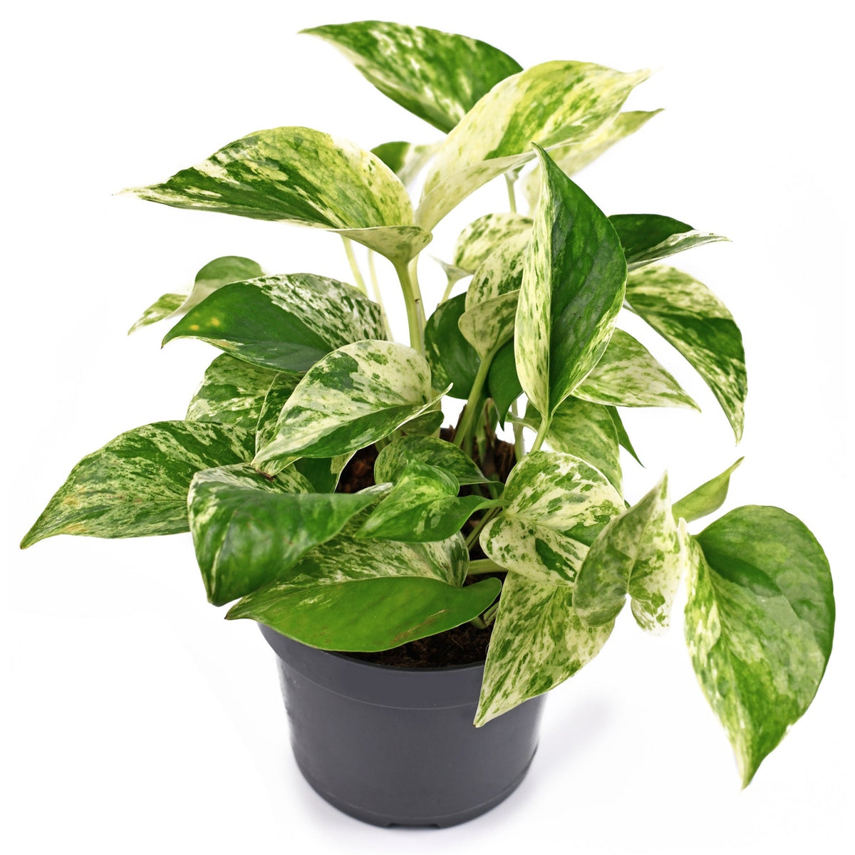 Epipremnum Marble Queen Pothos - 4" Pot