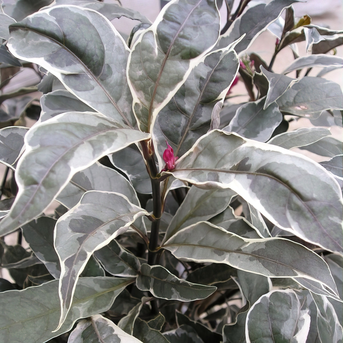 Deluxe Houseplant Club, Plant + Elevated Pot - Delivered Monthly, FREE Shipping!