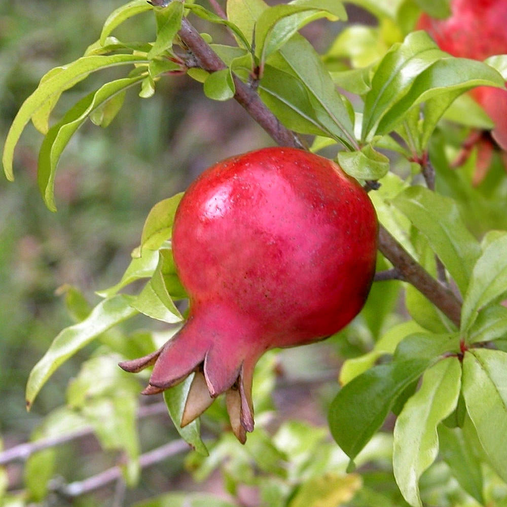 Punica Dwarf Pomegranate- 2.25" Pot