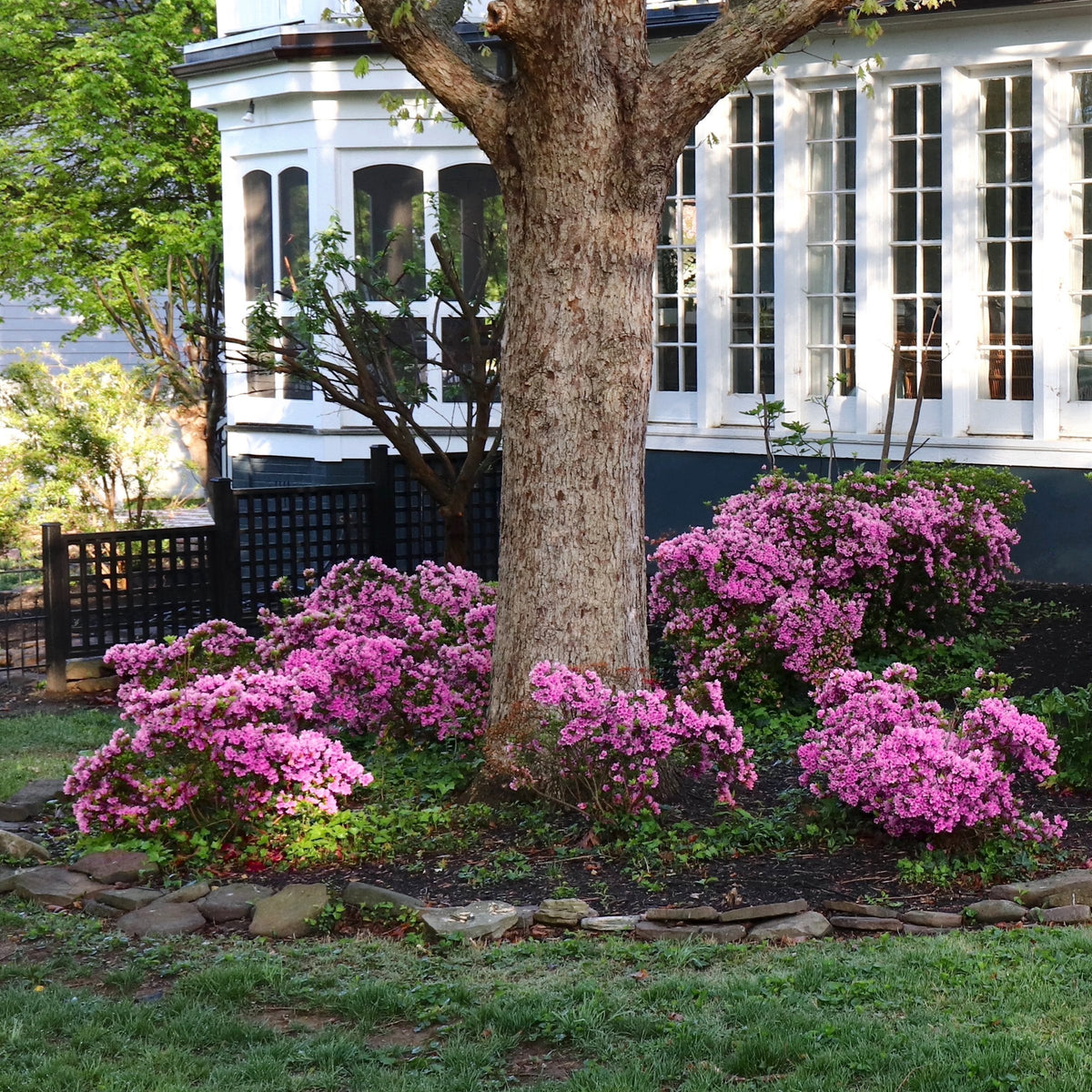 FlorAmore Lavender Reblooming Azalea - 1 Gallon Pot