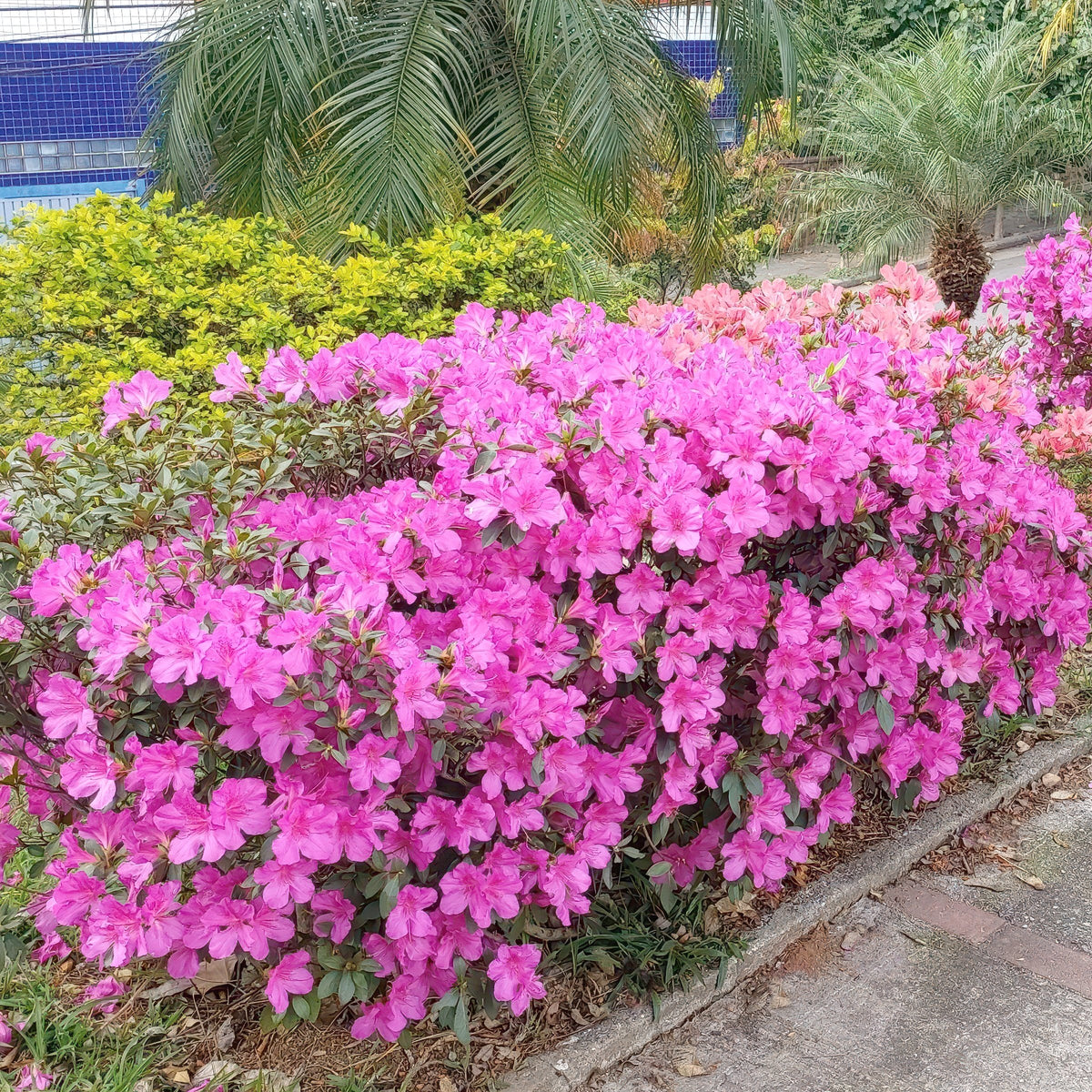 FlorAmore Lavender Reblooming Azalea - 1 Gallon Pot