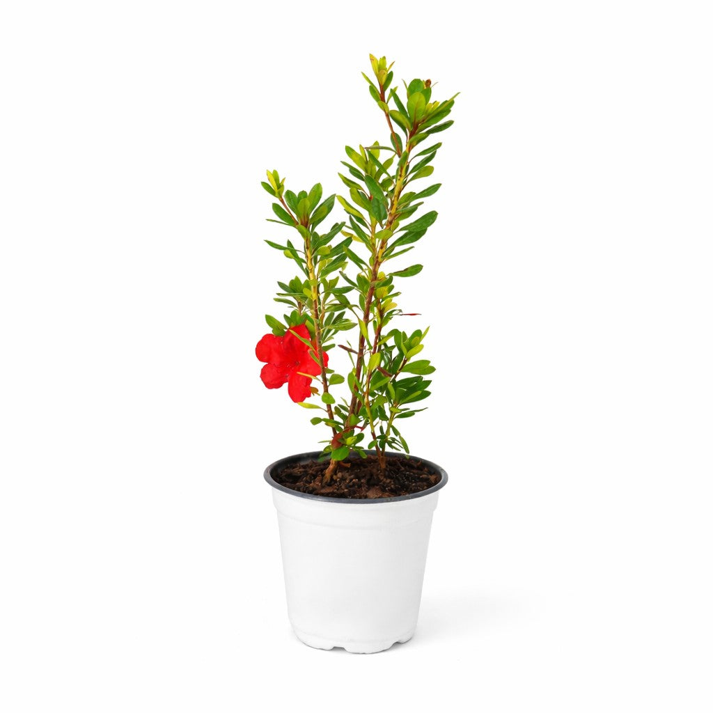 FlorAmore® 'Red' Reblooming Azalea - 4" Pot