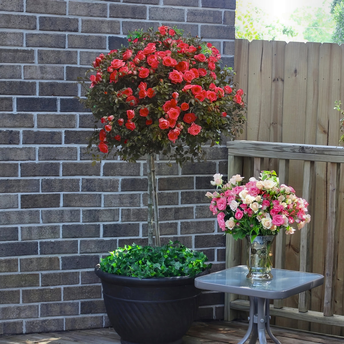 Patio Plant Club - Delivered Monthly, FREE Shipping!