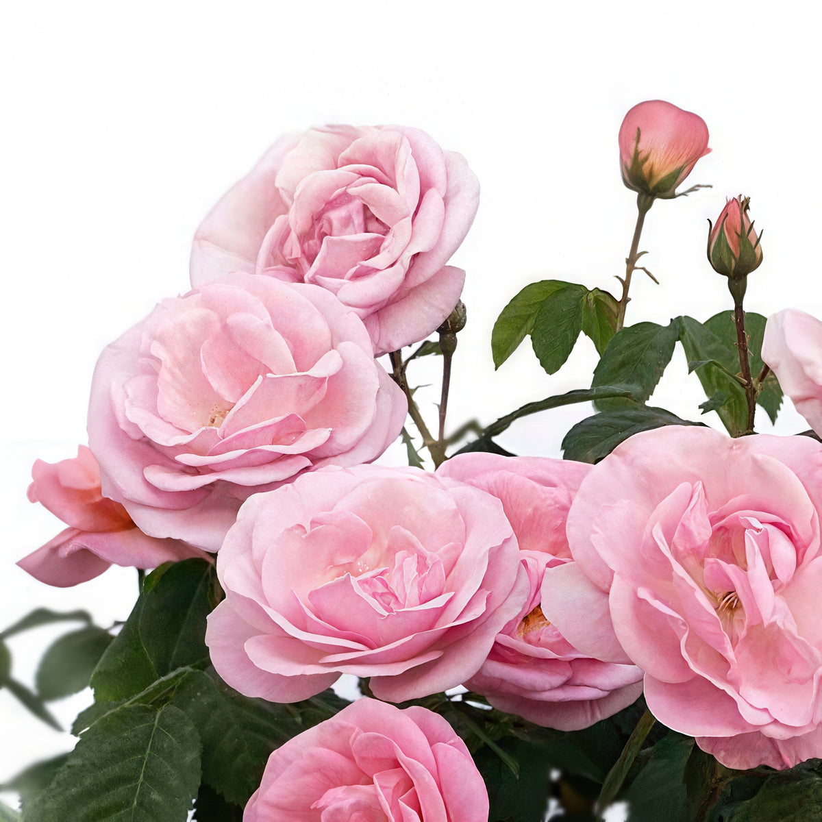 Rosa, Peachy Knock Out® Rose - 1 Gallon Pot
