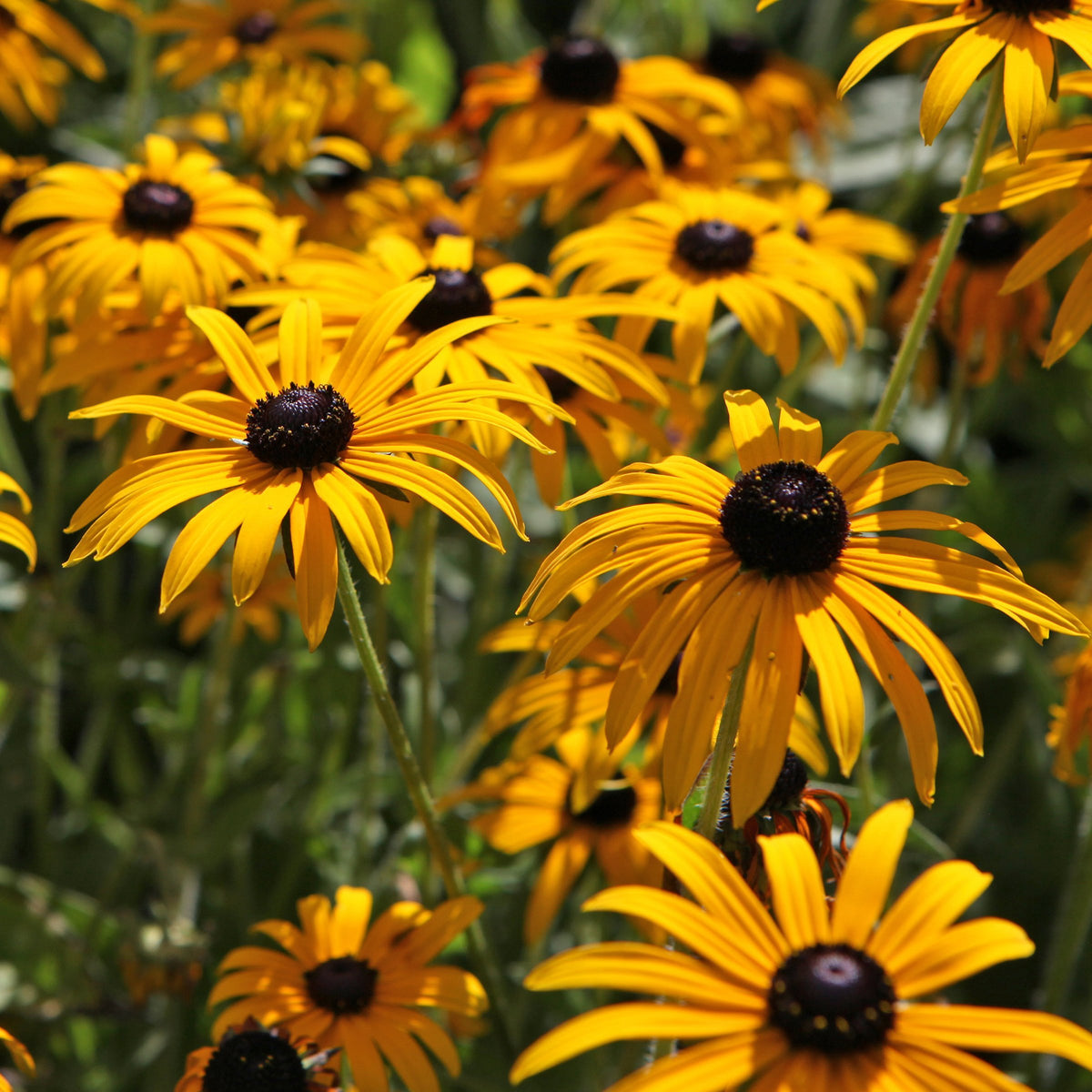 Rudbeckia 'Goldsturm' Black Eyed Susan - 1 Gallon Pot