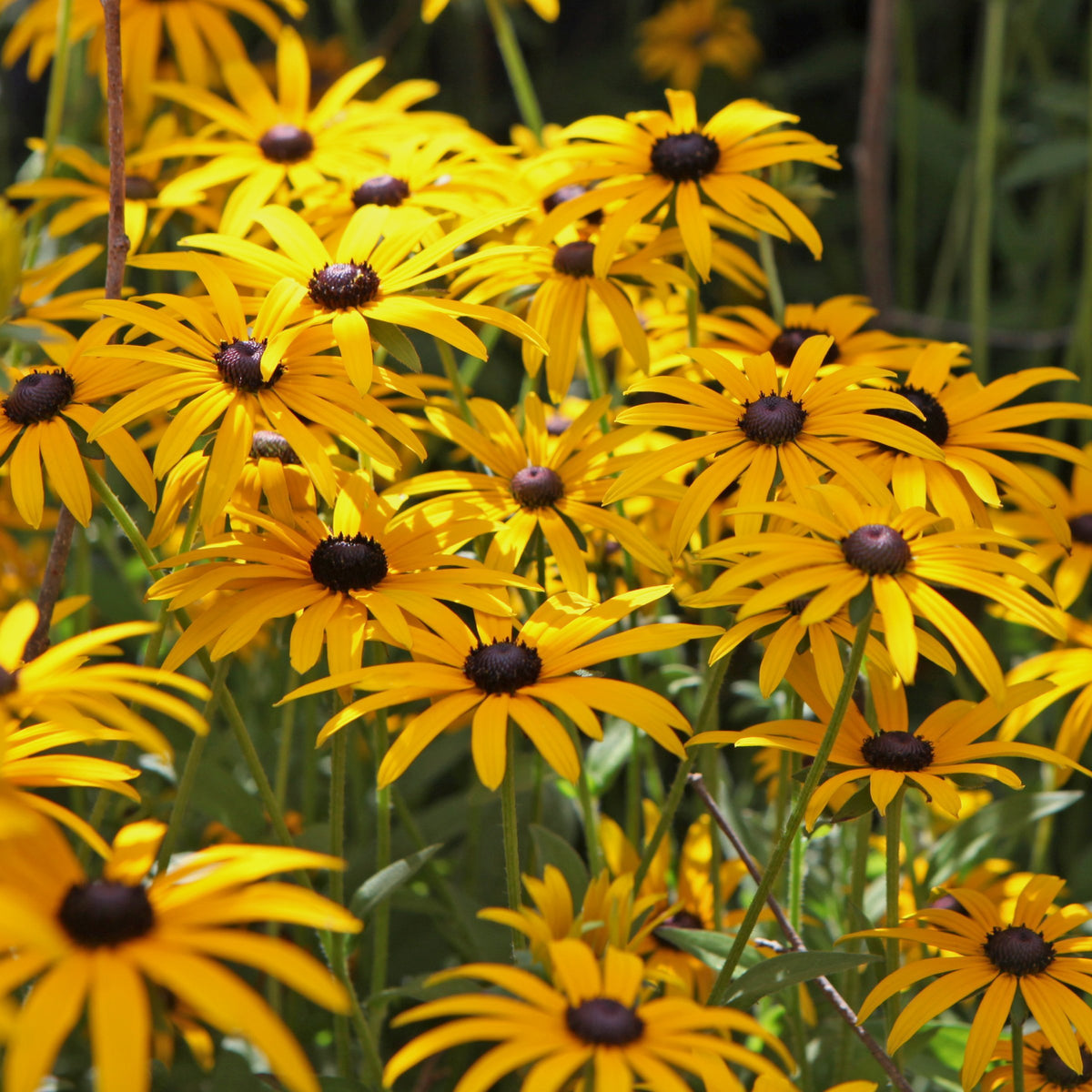 Rudbeckia 'Goldsturm' Black Eyed Susan - 1 Gallon Pot