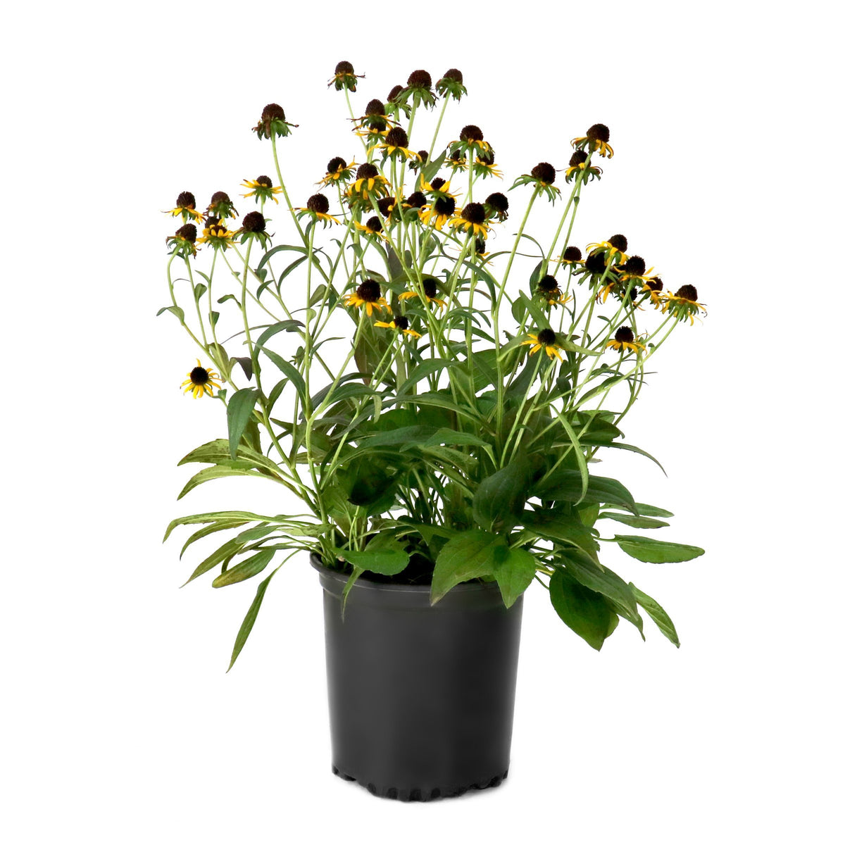 Rudbeckia 'Cappuccino' Black Eyed Susan - 1 Gallon Pot