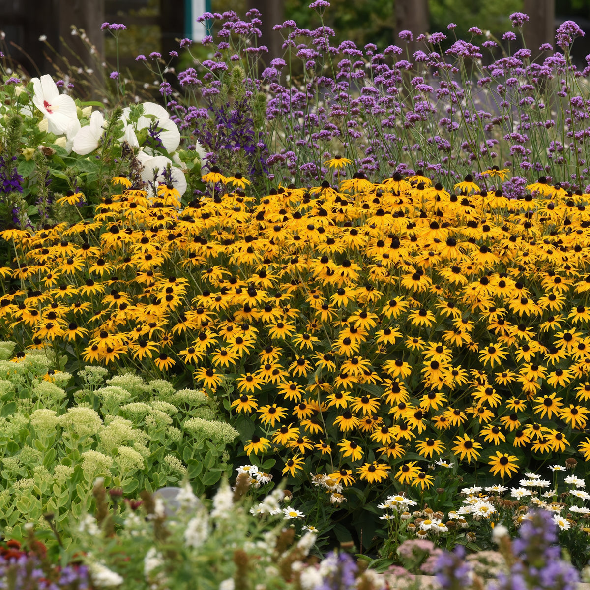 Rudbeckia 'Goldsturm' Black Eyed Susan - 1 Gallon Pot