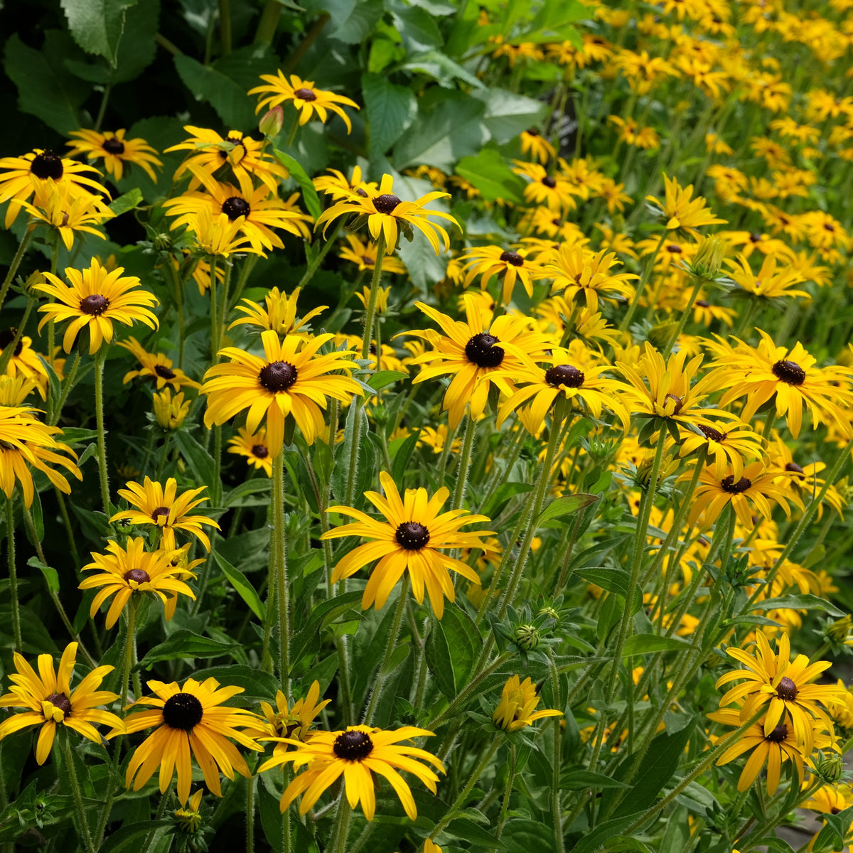 Rudbeckia 'Goldsturm' Black Eyed Susan - 1 Gallon Pot