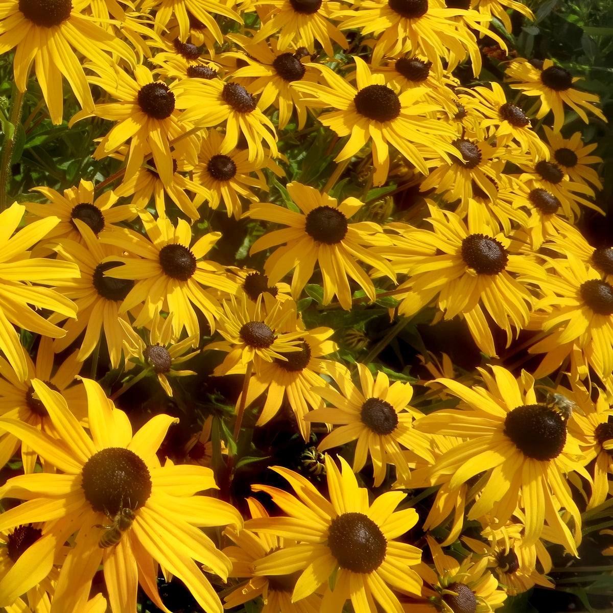 Rudbeckia 'Goldsturm' Black Eyed Susan - 1 Gallon Pot
