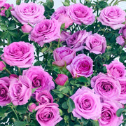 Lavender Jewel Mini Rose - 3 Gallon Pot
