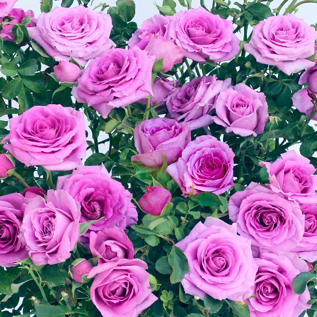 Lavender Jewel Mini Rose - 3 Gallon Pot