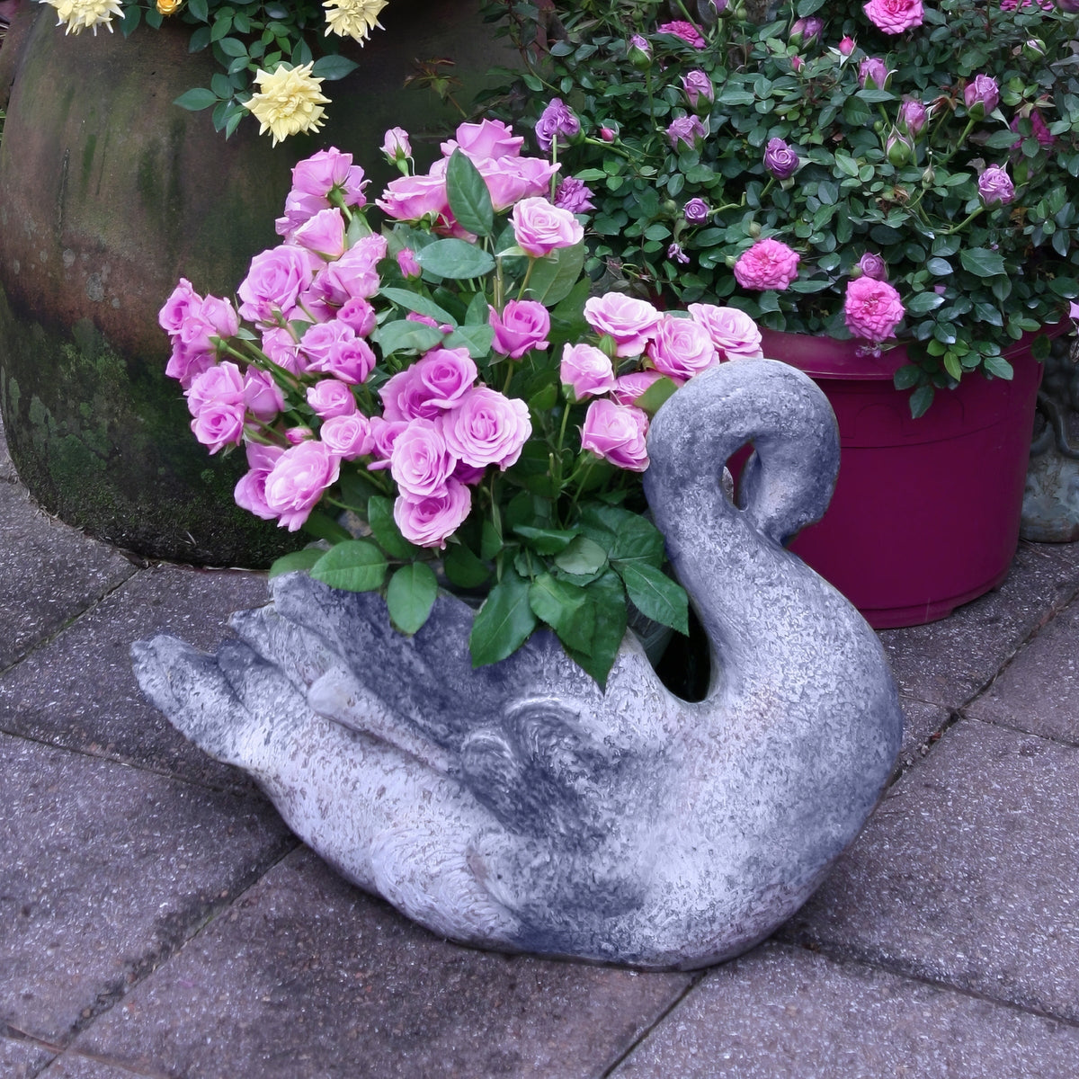 Lavender Jewel Mini Rose - 3 Gallon Pot