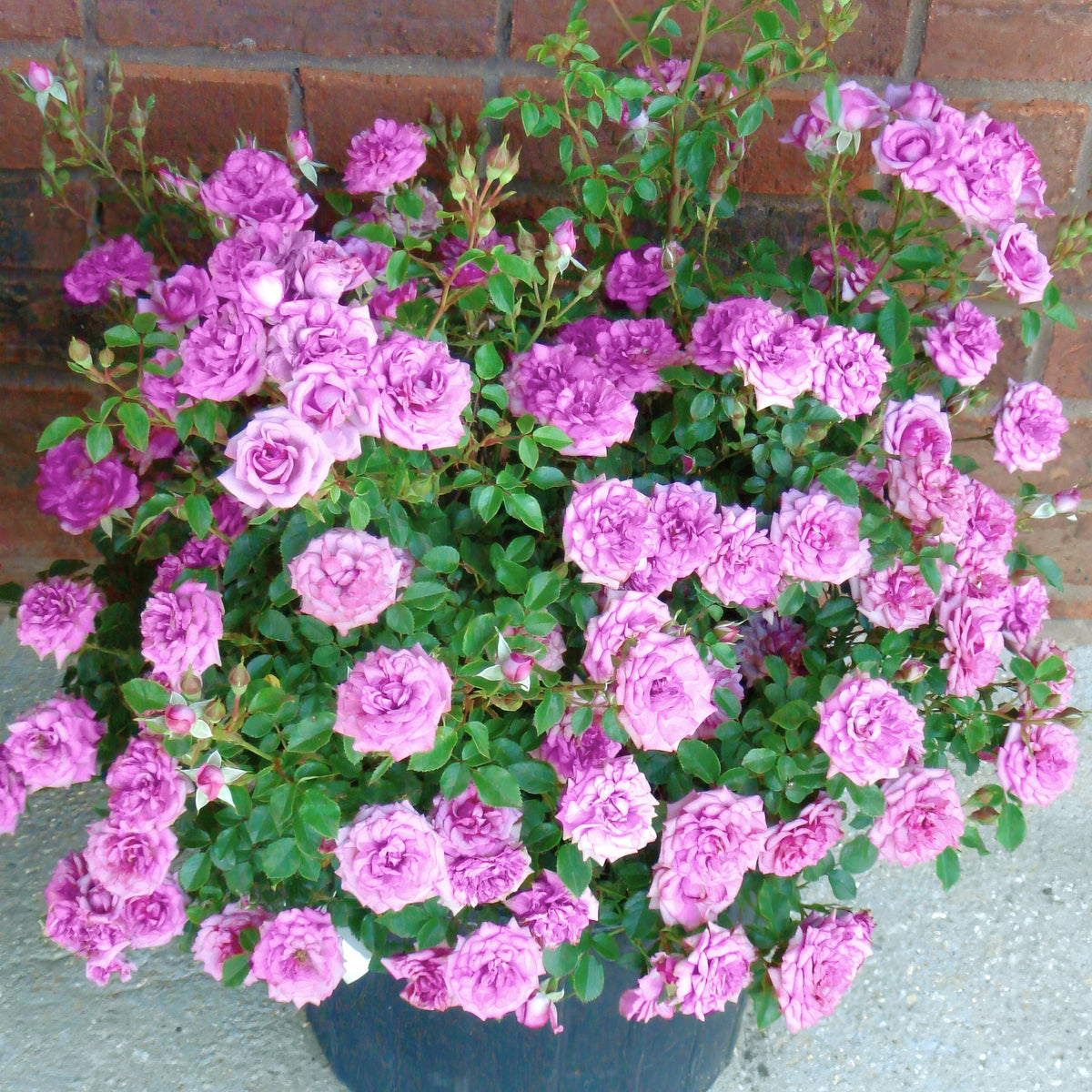 Lavender Jewel Mini Rose - 3 Gallon Pot