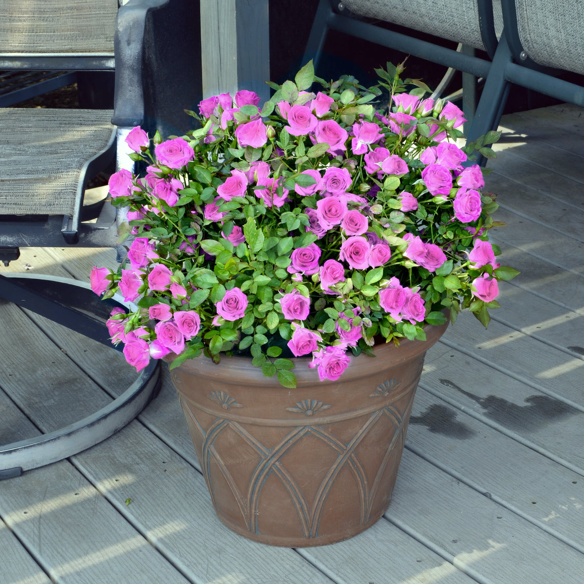 Lavender Jewel Mini Rose - 3 Gallon Pot