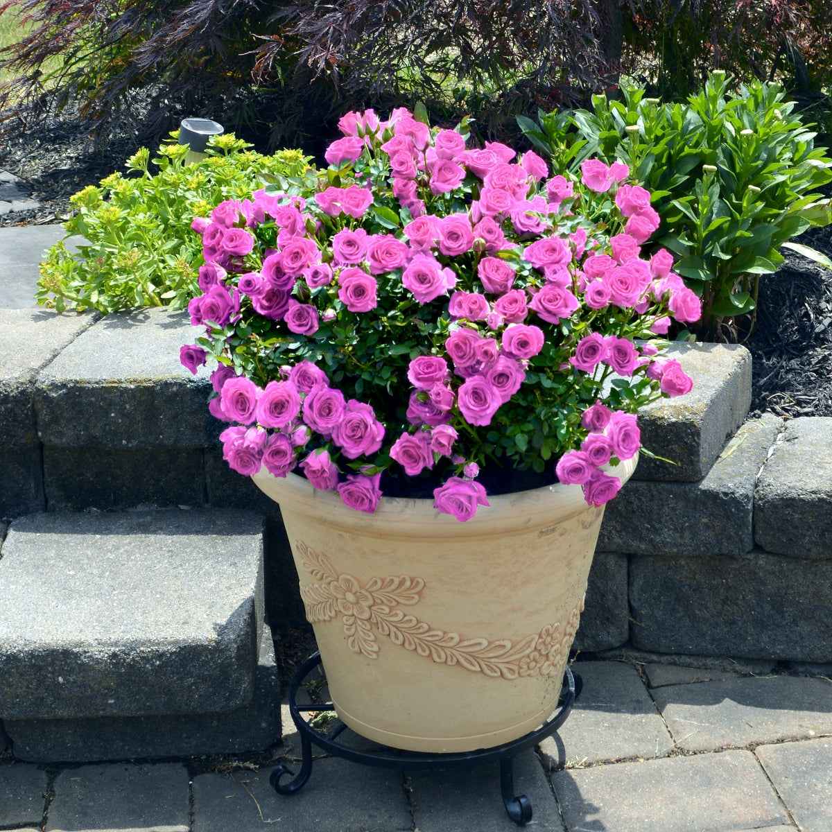 Lavender Jewel Mini Rose - 3 Gallon Pot