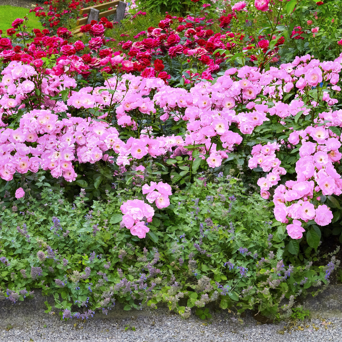 Rosa, Peachy Knock Out® Rose - 1 Gallon Pot