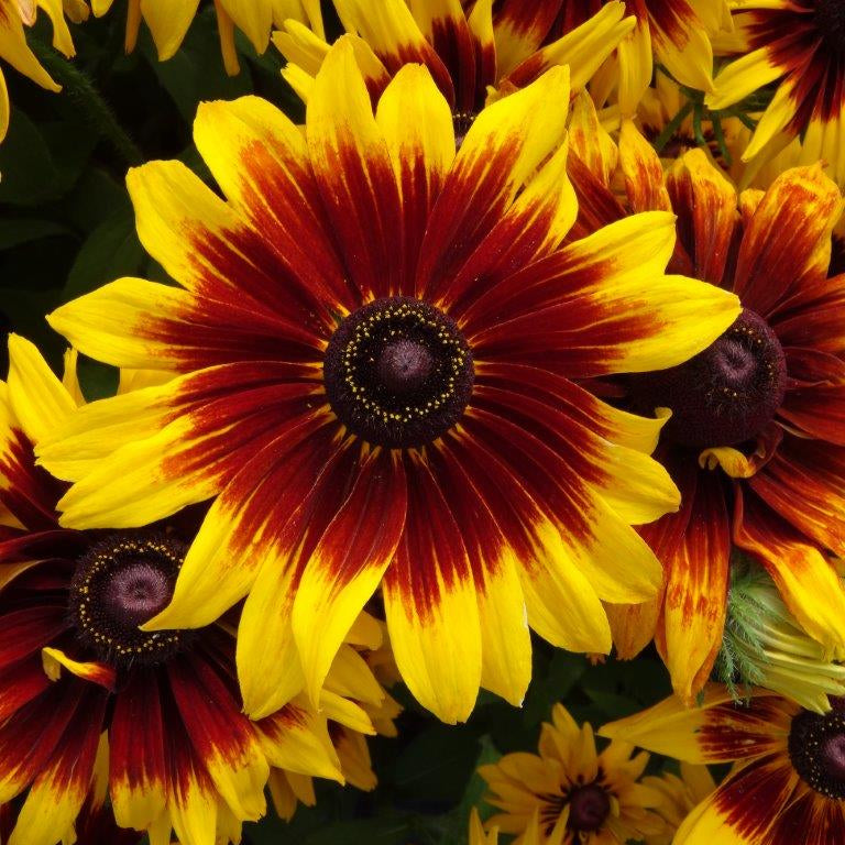 Rudbeckia 'Cappuccino' Black Eyed Susan - 1 Gallon Pot