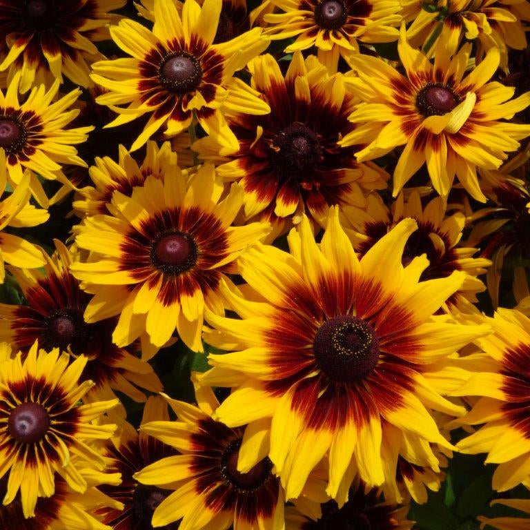 Rudbeckia 'Cappuccino' Black Eyed Susan - 1 Gallon Pot