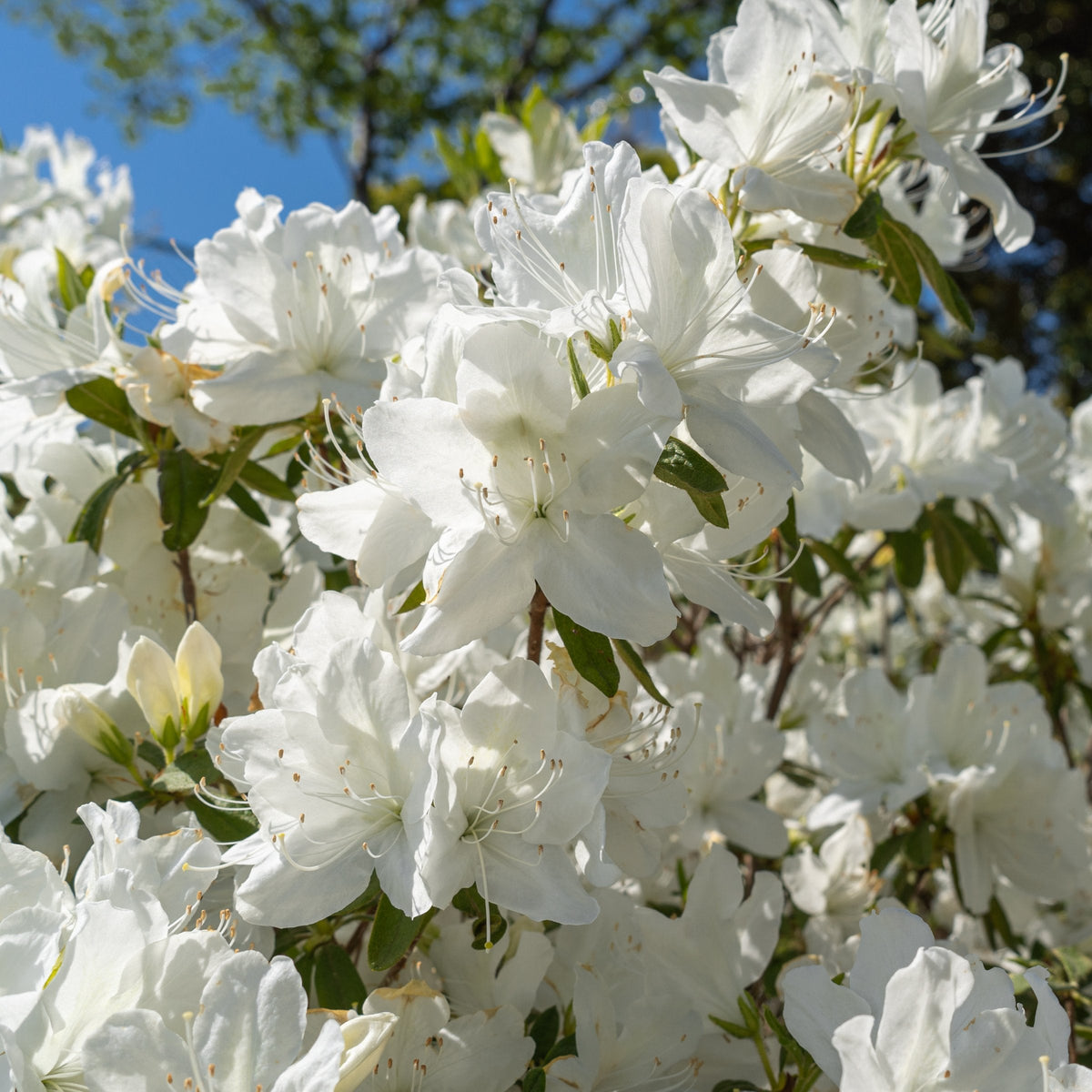 Rhododendron, Azalea, FlorAmore® 'White' - 3 Gallon Pot