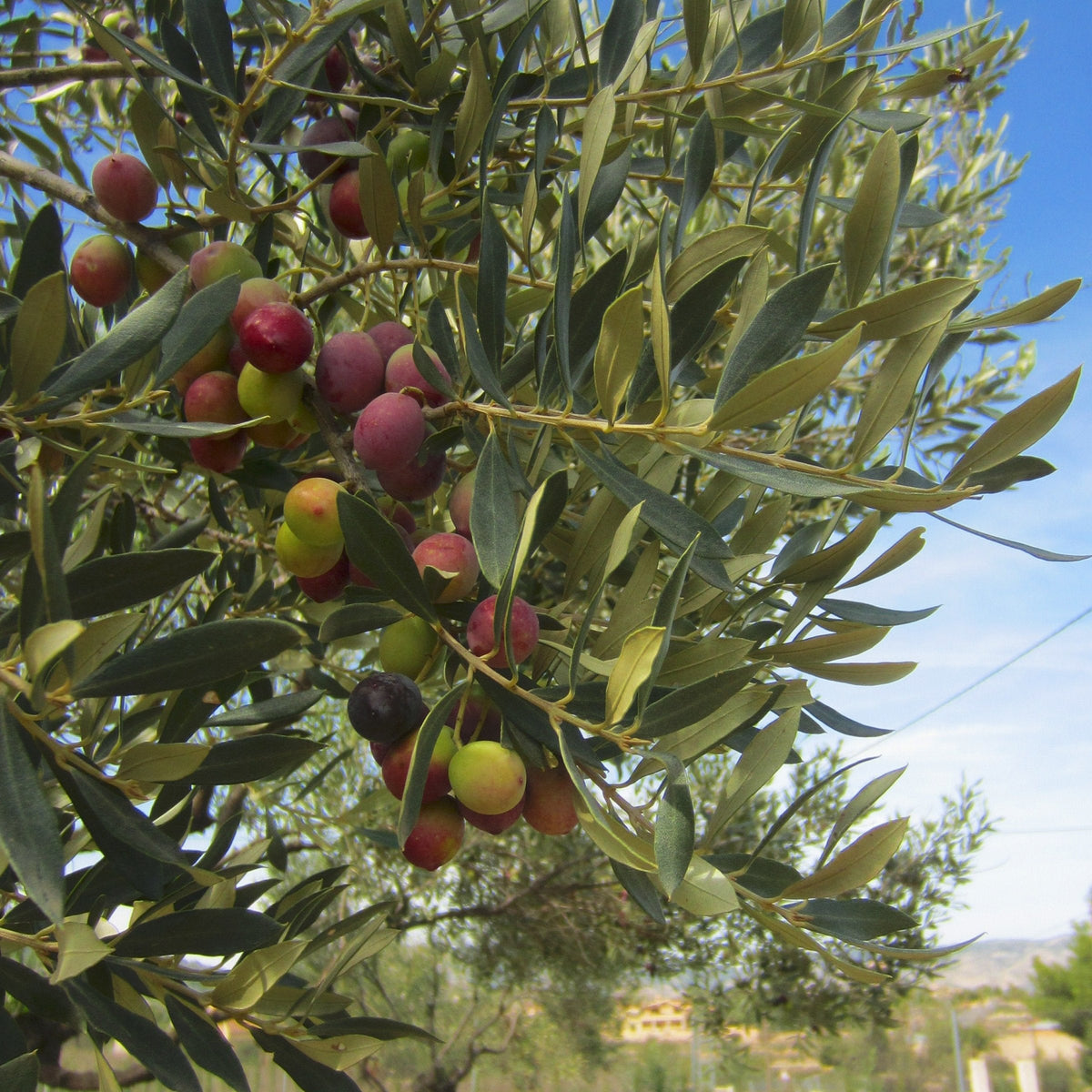 Olive Leccino - 4" Pot