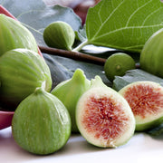 Ficus carica 'Kadota' - 1 Gallon Pot