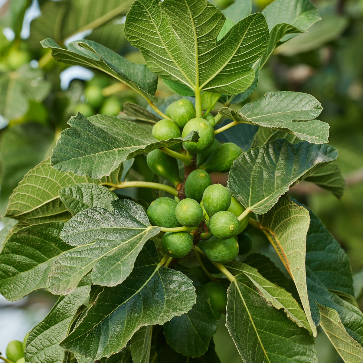 Ficus carica 'Kadota' - 1 Gallon Pot