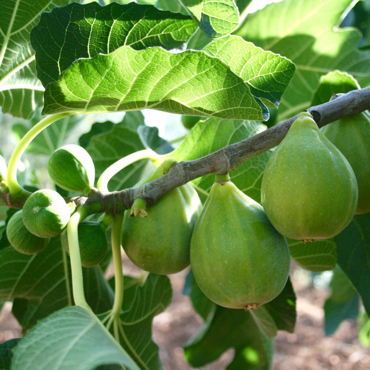 Ficus carica 'Kadota' - 1 Gallon Pot