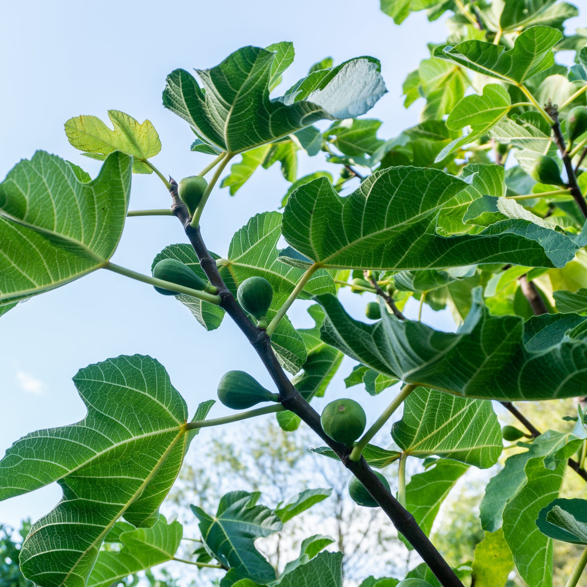 Ficus carica 'Kadota' - 1 Gallon Pot